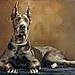 Great Dane